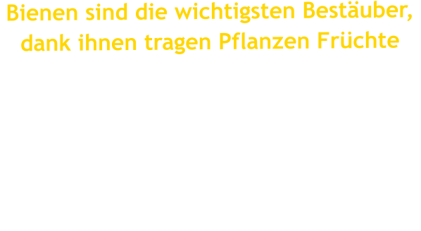 Bienen sind die wichtigsten Bestäuber,  dank ihnen tragen Pflanzen Früchte  Albert Einstein soll einst gesagt haben: „Wenn die Bienen sterben, sterben vier Jahre später auch die Menschen“. Ob das Zitat wirklich von Einstein stammt, ist ungewiss, doch Tatsache ist, dass ein grosser Teil unserer Nahrung von den Bienen abhängt. Denn Bienen sind die wichtigsten Bestäuber von Blütenpflanzen, und ohne Bestäubung bilden die Pflanzen keine Früchte.