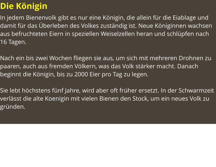 Die KöniginDie Arbeiterin In jedem Bienenvolk gibt es nur eine Königin, die allein für die Eiablage und damit für das Überleben des Volkes zuständig ist. Neue Königinnen wachsen aus befruchteten Eiern in speziellen Weiselzellen heran und schlüpfen nach 16 Tagen.   Nach ein bis zwei Wochen fliegen sie aus, um sich mit mehreren Drohnen zu paaren, auch aus fremden Völkern, was das Volk stärker macht. Danach beginnt die Königin, bis zu 2000 Eier pro Tag zu legen.   Sie lebt höchstens fünf Jahre, wird aber oft früher ersetzt. In der Schwarmzeit verlässt die alte Koenigin mit vielen Bienen den Stock, um ein neues Volk zu gründen.